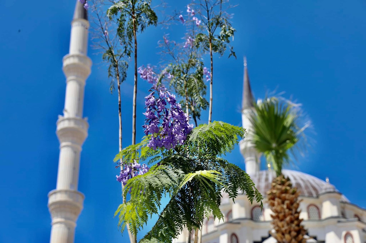 JAKARANDA AĞAÇLARI DİDİM’İ BÜYÜLÜYOR