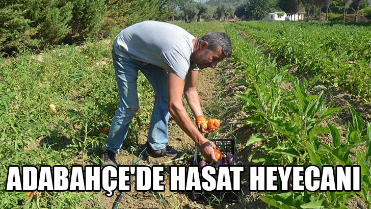 Adabahçe’de hasat heyecanı