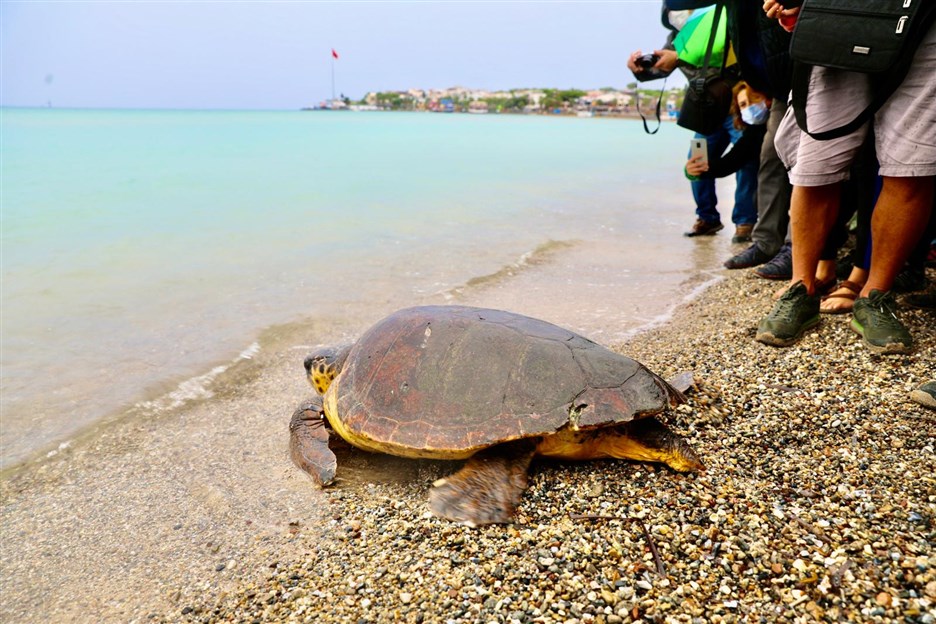 DİDİM’DE CARETTA CARETTA KAPLUMBAĞASI, DENİZE BIRAKILDI