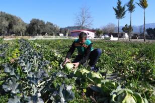 ADABAHÇE’DE KIŞ HASADI