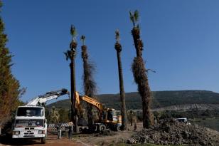 BARBAROS BULVARI’NIN PALMİYELERİ ARTIK ADAGÖL’Ü SÜSLEYECEK
