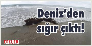 AKDENİZ FOKU DİYE GİTTİLER SIĞIR ÇIKTI!