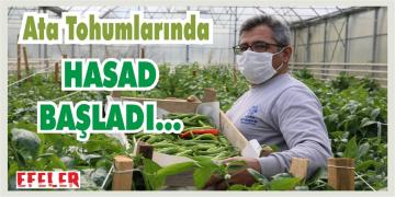 ATA TOHUMLARINDAN SEBZE HASADINA BAŞLANDI       