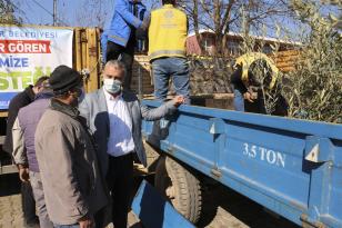 BÜYÜKŞEHİR’İN DESTEĞİ İLE AYDIN’DA ZEYTİN VE İNCİR AĞAÇLARI KÜLLERİNDEN DOĞACAK