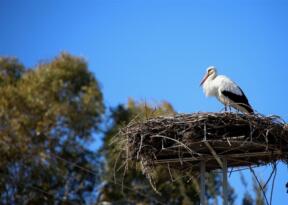 BAHARIN MÜJDECİSİ LEYLEKLER EFES SELÇUK SEMALARINDA