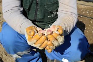 TAŞKÖPRÜ SARIMSAĞI BÜYÜKŞEHİR BELEDİYESİ’NİN ‘AYDIN ÇİFTÇİ MERKEZİ’NDE HAYAT BULUYOR