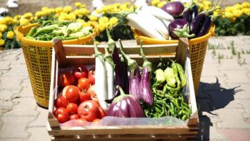 Başkan Çerçioğlu: Sağlıklı sebzeleri çocuklarımız için üretiyoruz