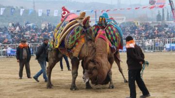Deve güreşine yağmur engeli