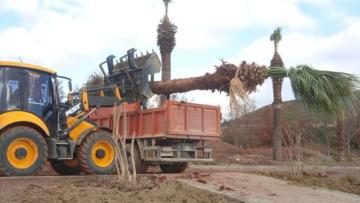 GÜNEL: “AĞAÇ KESİLMESİNE İZİN VERMEYİZ”