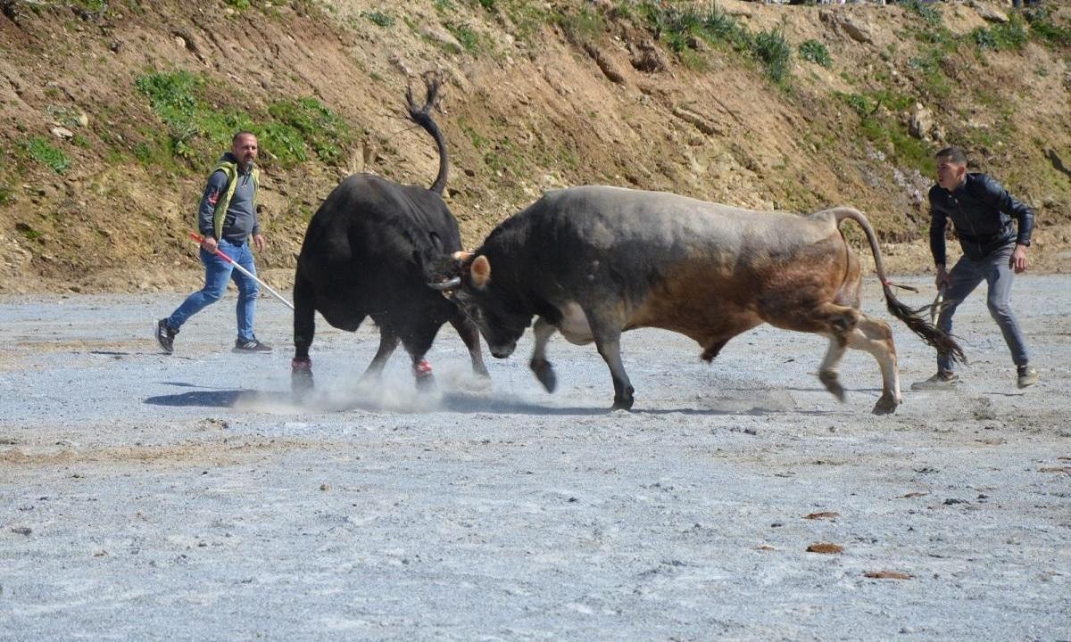 Koçarlı Boğa Güreşi Festivali’nde renkli görüntüler