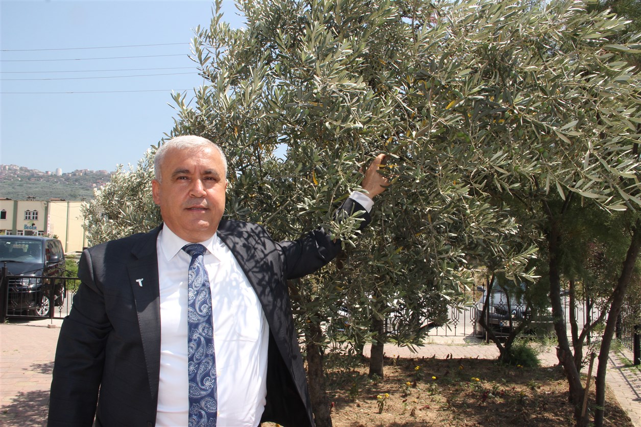 Sofralık zeytin ihracatı 100 bin tona koşuyor