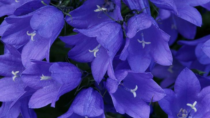 O çiçek türü yok olmayla karşı karşıya