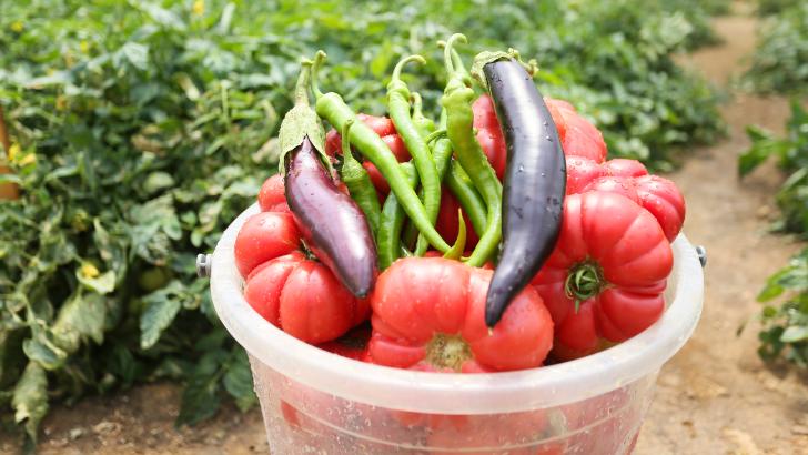 Aydın Büyükşehir Belediyesi ata tohumlardan üretti halkla buluşturdu