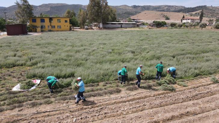 Efeler’in şifalı kekikleri hasat ediliyor