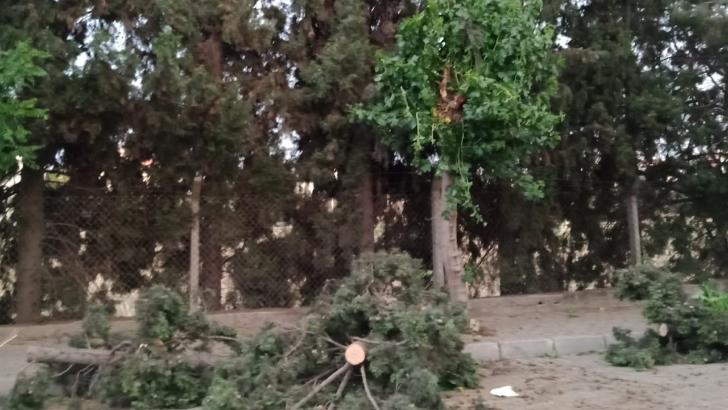 Efeler’den yıkılan ağaçlara anında müdahale