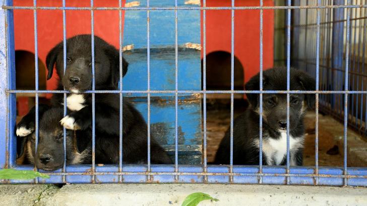 Kuşadası’nın can dostları emin ellerde