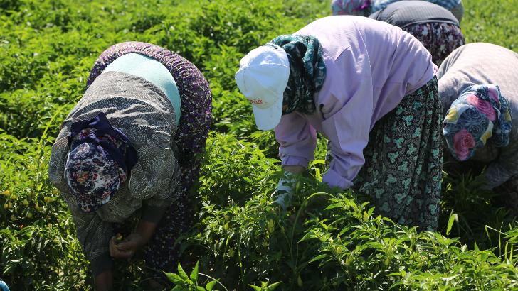 Efeler Belediyesi’nden ilk biber hasadı