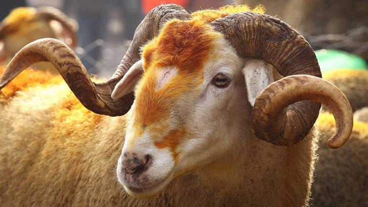 Efeler’de kurban kesim yerleri belirlendi