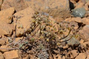 Muğla’da yeni yabani soğan türü keşfedildi