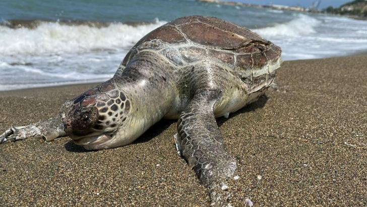 Kuma batmış deniz kaplumbağası kurtarıldı