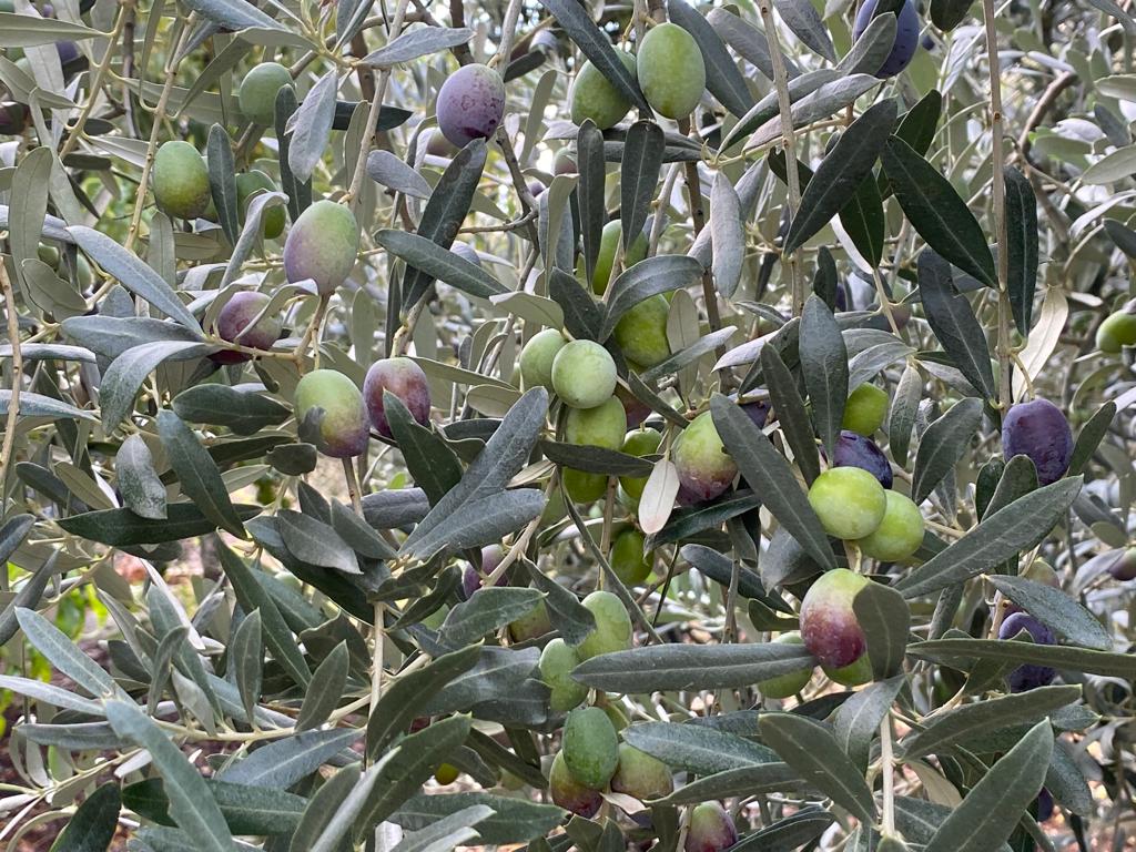 Sofralık zeytin ihracatında tarihi rekor