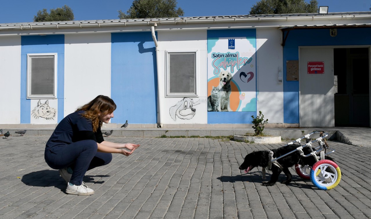 YÜRÜTEÇLE HAYATA TUTUNAN ‘KARAM’ YENİ SAHİBİNİ BEKLİYOR