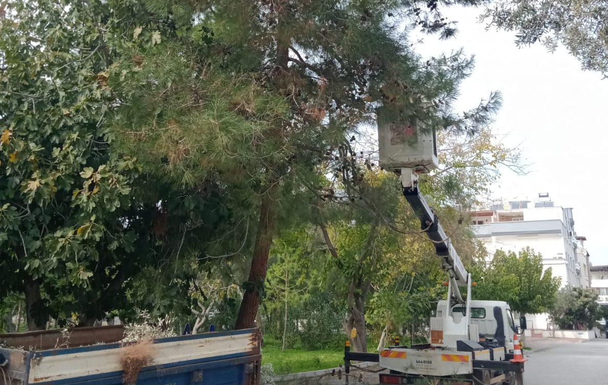 DİDİM’DE BUDANAN AĞAÇLAR İHTİYAÇ SAHİPLERİNE DAĞITILIYOR