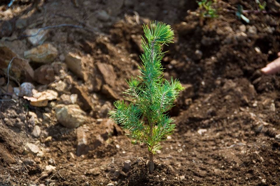 En Anlamlı Yeni Yıl Hediyesi Fidan Bağış