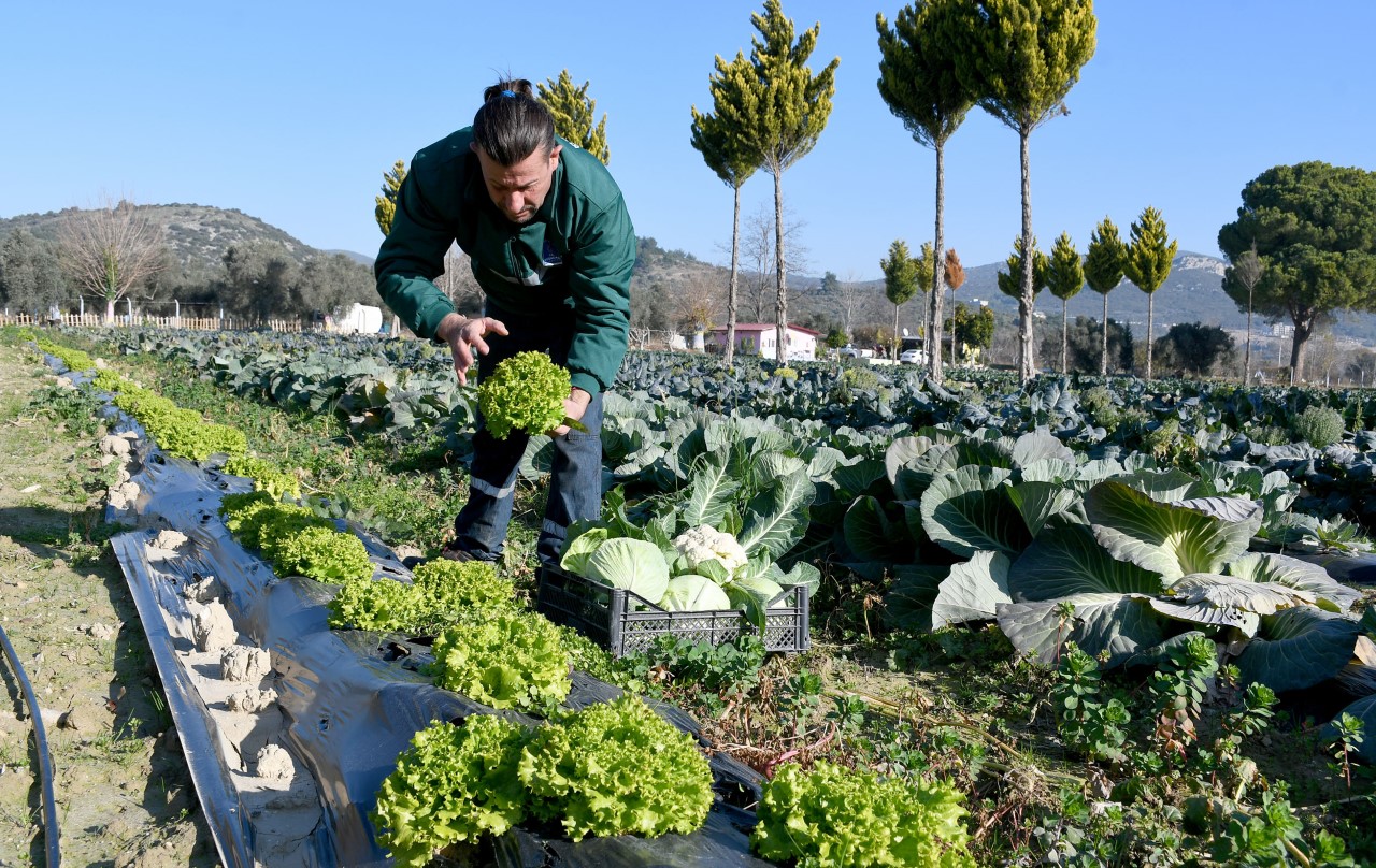 ADABAHÇE KIŞ HASADI KUŞADASI’NA BEREKET GETİRDİ