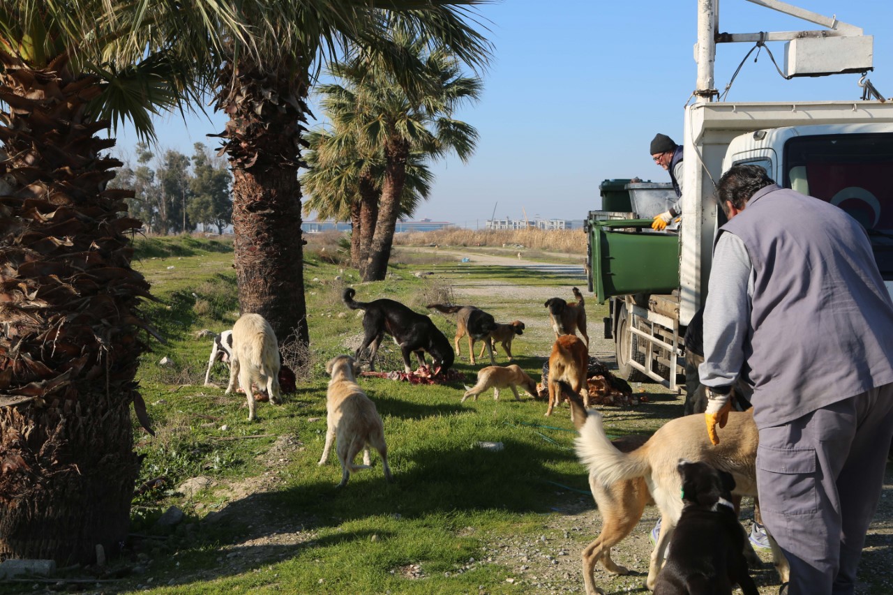 Efeler Can Dostları Besledi