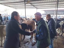 KARAKOZ SABAHIN İLK SAATLERİNDE HAYVANCILARLA BULUŞTU