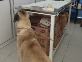 CAN DOSTLARA ÇİNE BELEDİYESİ ŞEFKATİ