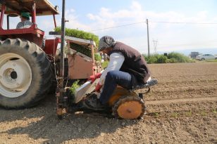 EFELER’DE DOMATES FİDELERİ TOPRAKLA BULUŞTU