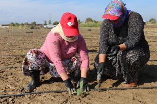 EFELER BELEDİYESİ ENGİNAR ÜRETİMİNE DEVAM EDİYOR