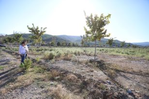 AĞAÇLANDIRILAN PAMUCAK REKREASYON ALANI YÜRÜYÜŞ YOLUNA KAVUŞUYOR