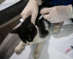 DAVUTLAR MAHALLESİ’NE KEDİ KISIRLAŞTIRMA MERKEZİ AÇILIYOR