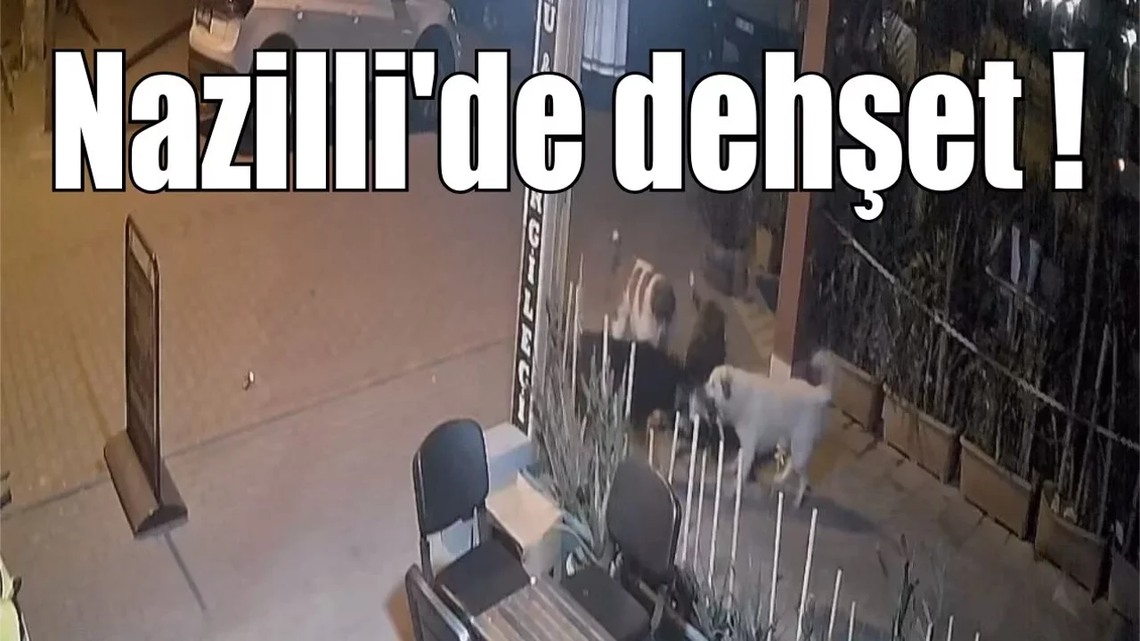 Nazilli’de başıboş köpekler, kediyi parçaladı